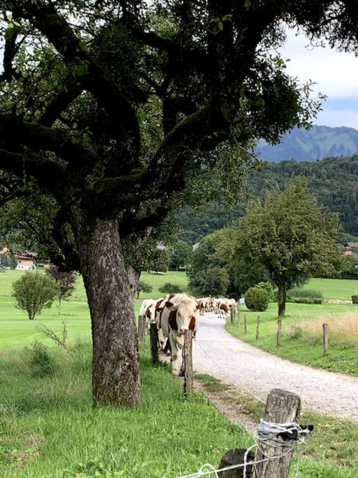 Petit Cocon Entre Lac, Golf Et Montagne, Proche D'Annecy Giez Zewnętrze zdjęcie
